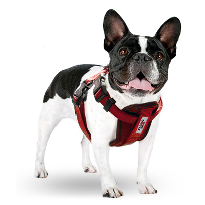 arnes xt dog