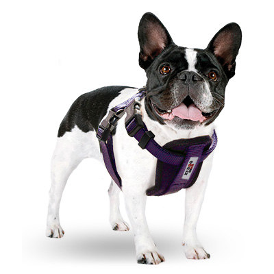morado