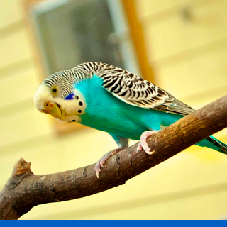 Productos para pájaros y aves