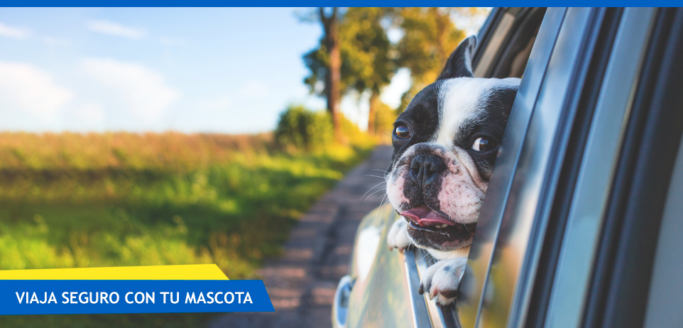 Sistemas de seguridad y accesorios para el coche